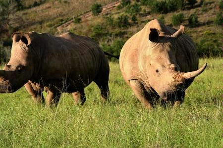 Rhinoceres at Bottlierskop